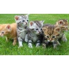gatos_791024889
